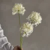 Allium stilkblomst