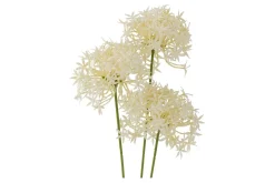 Allium stilkblomst