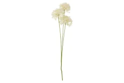 Allium stilkblomst