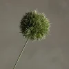 Allium stilkblomst