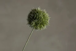 Allium stilkblomst