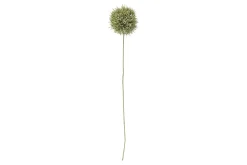 Allium stilkblomst