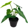 Alocasia potteplante