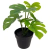 Alocasia potteplante