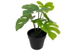 Alocasia potteplante
