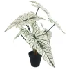 Alocasia potteplante