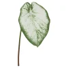 Alocasia stilkplante