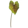 Alocasia stilkplante