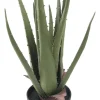 Aloe Vera potteplante