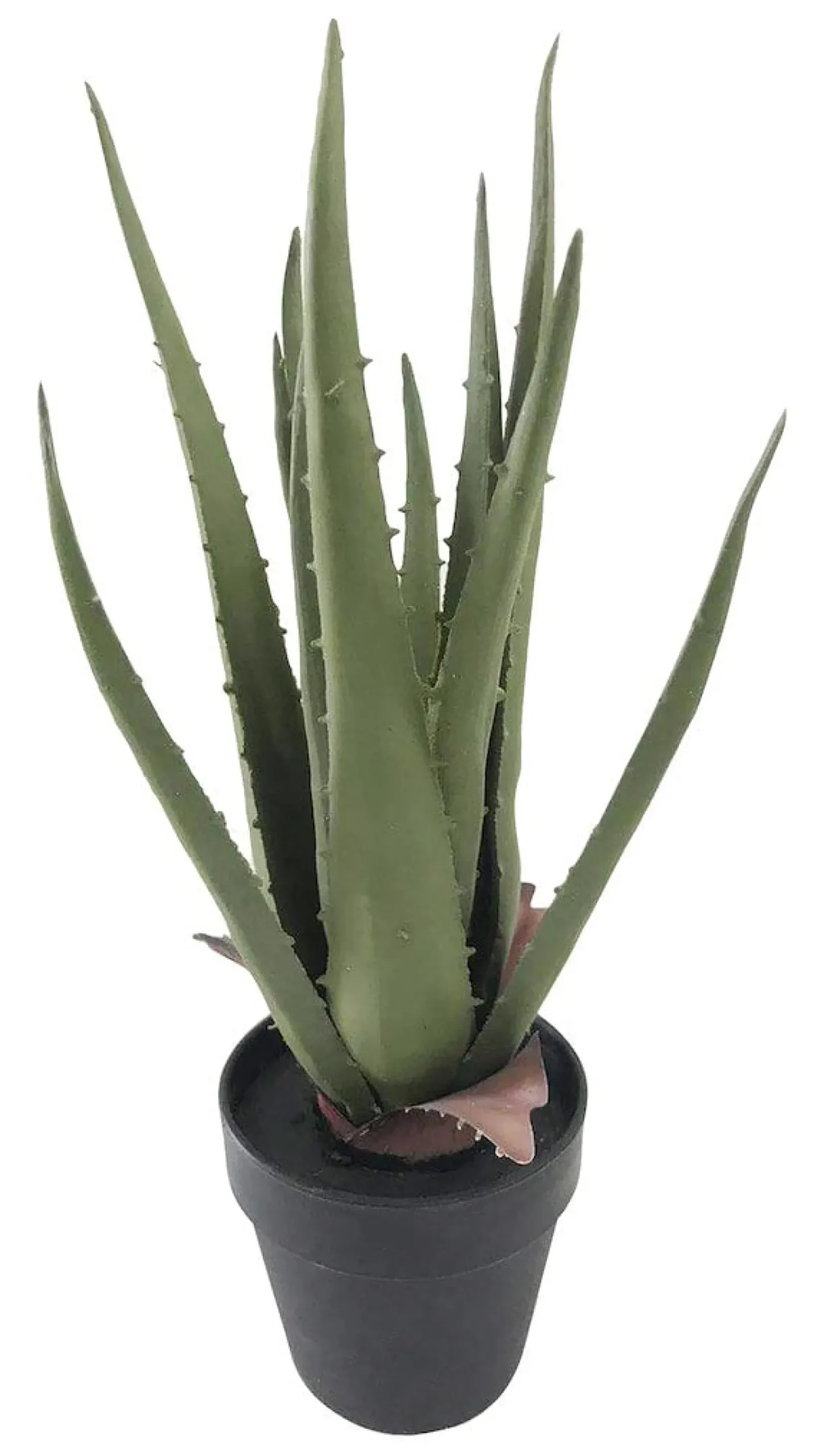 Aloe Vera potteplante