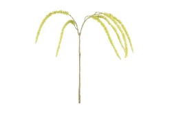 Amaranth stilkblomst