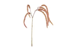 Amaranth stilkblomst