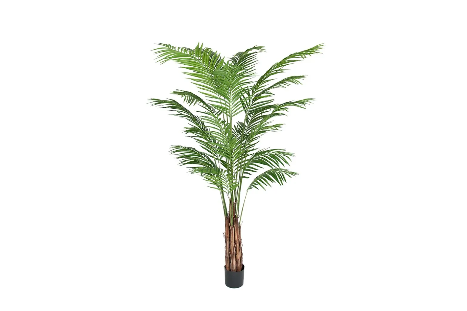 Arecapalme potteplante