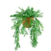 Asparagus hengeplante