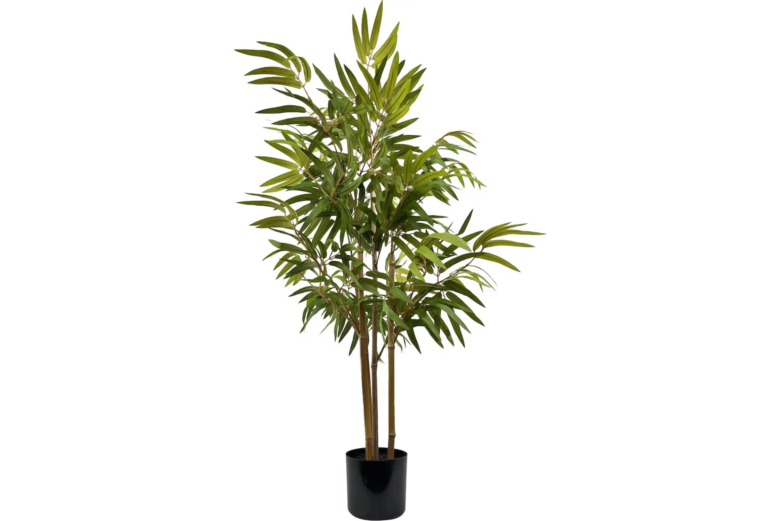Bambus potteplante