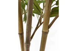 Bambus potteplante