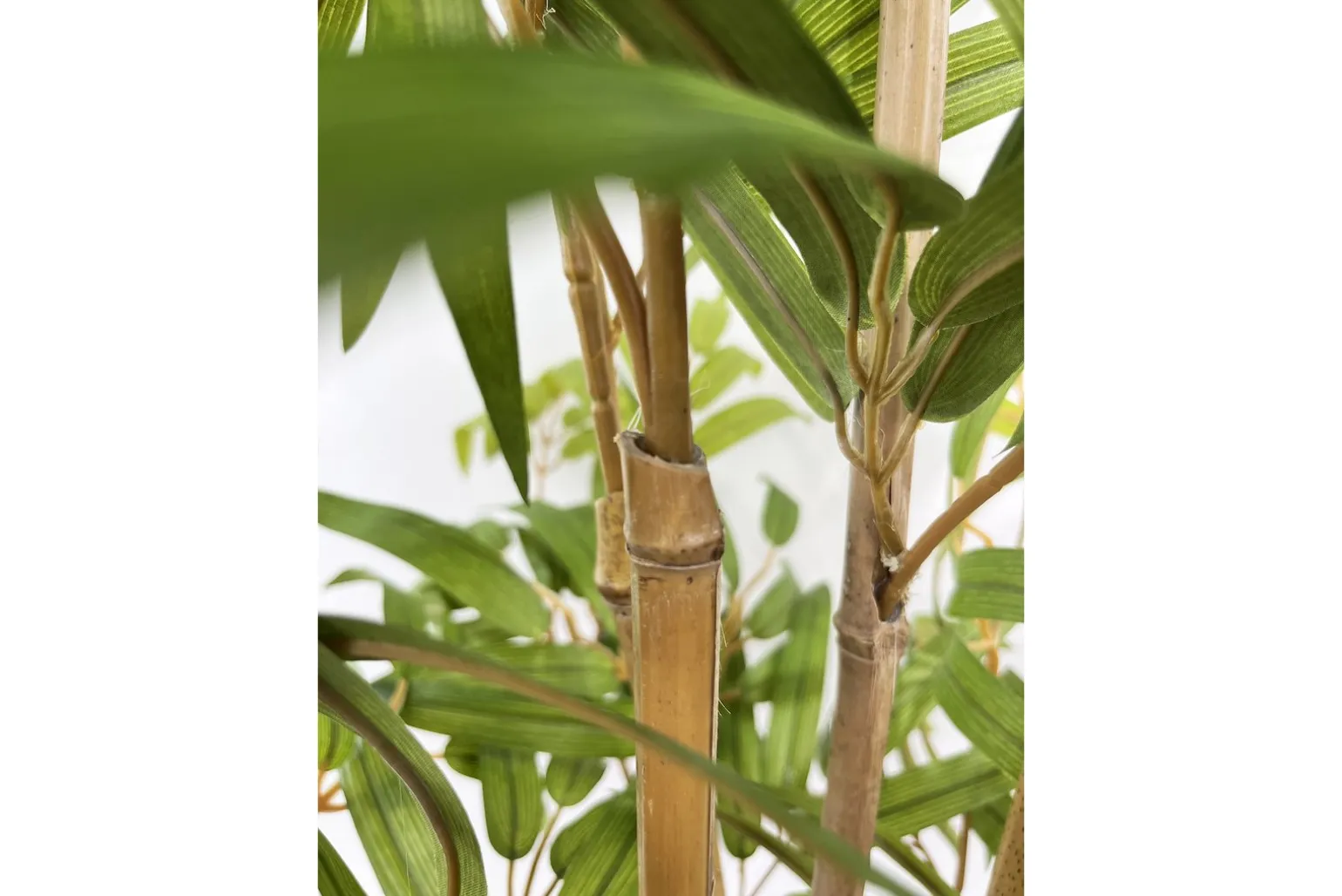 Bambus potteplante