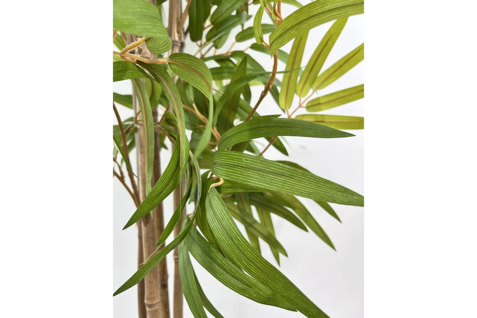 Bambus potteplante