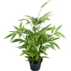 Bambus potteplante