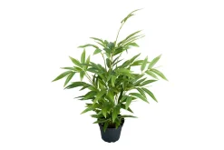 Bambus potteplante