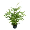 Bambus potteplante