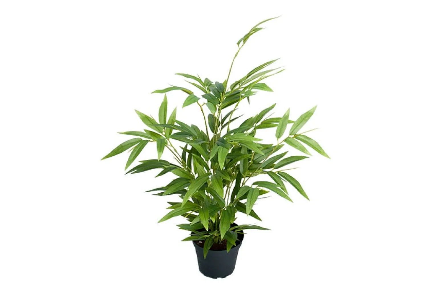 Bambus potteplante
