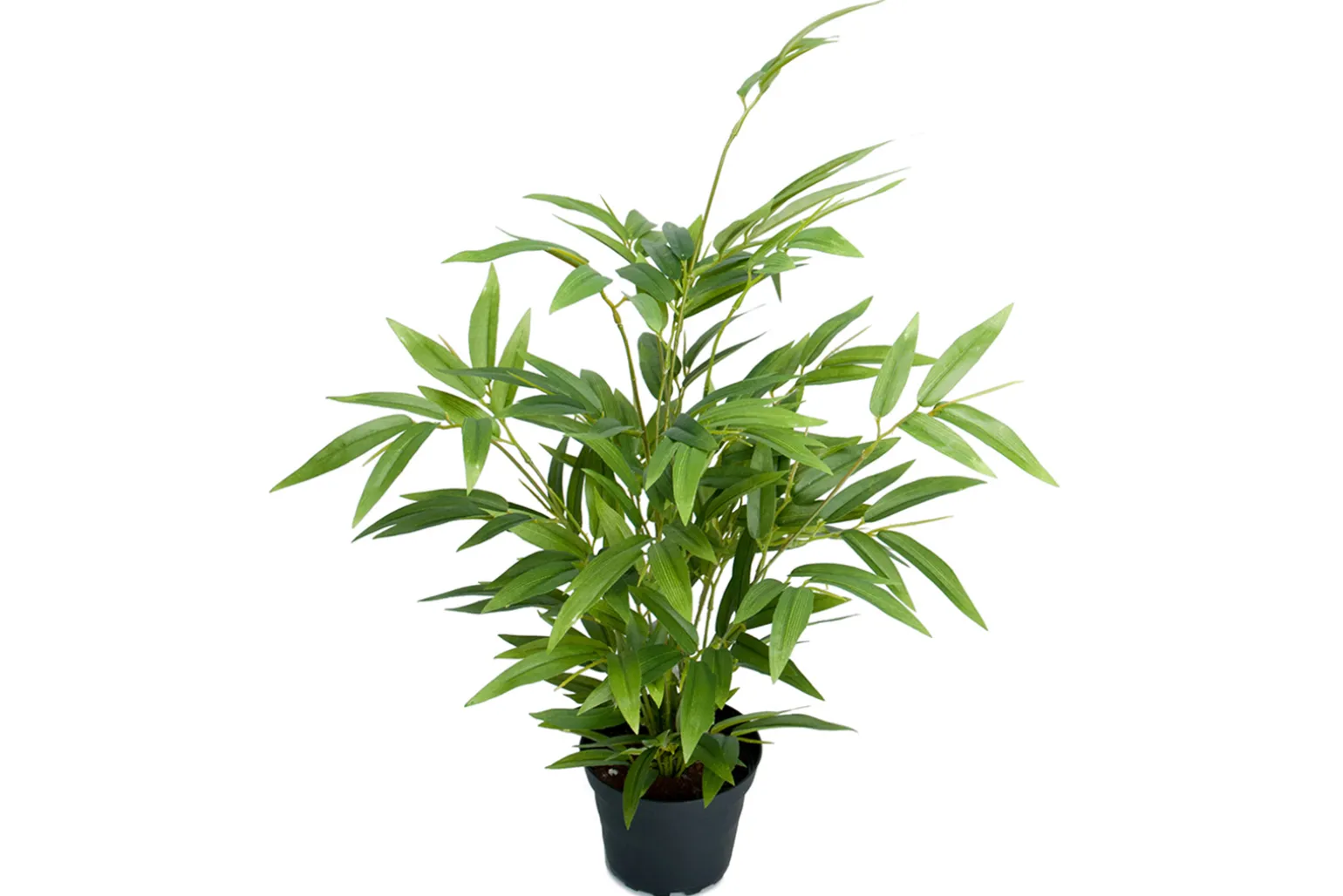 Bambus potteplante