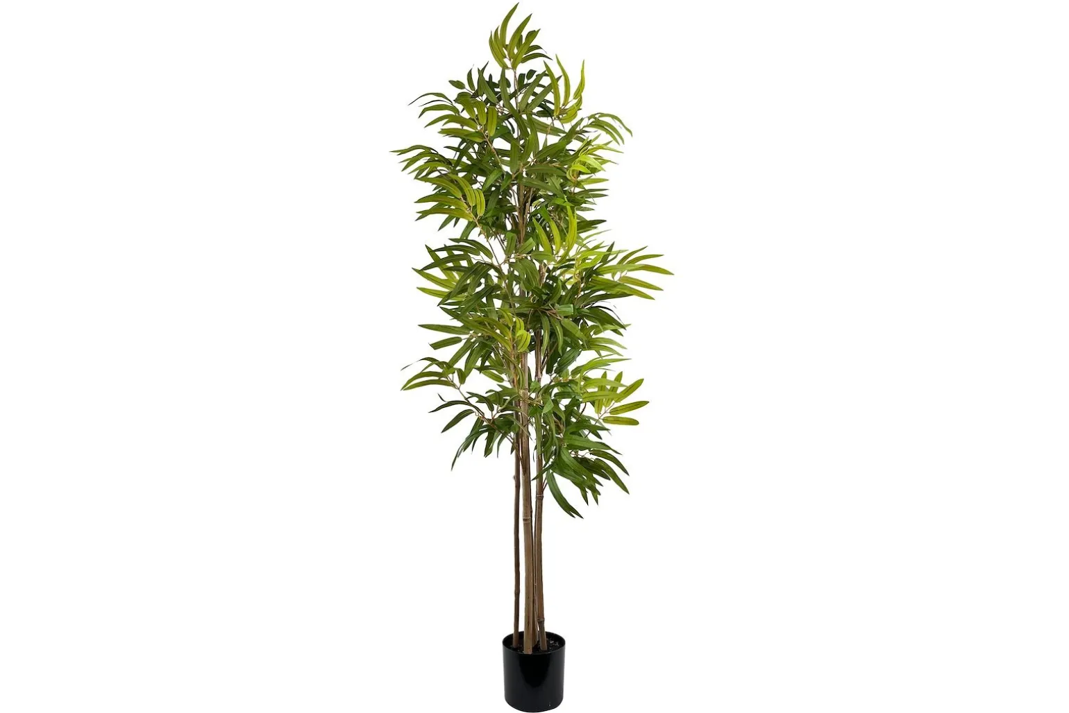 Bambus potteplante