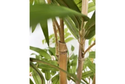 Bambus potteplante