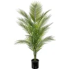 Bergspalme potteplante