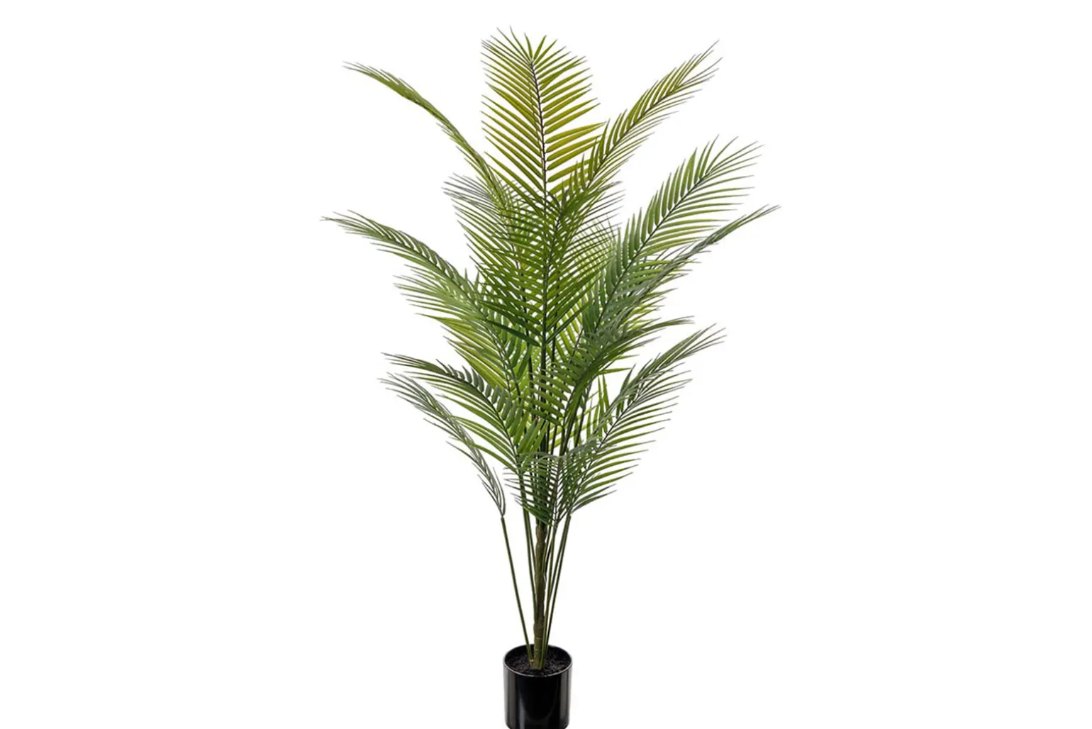 Bergspalme potteplante