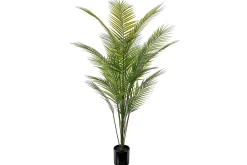 Bergspalme potteplante