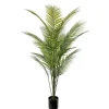 Bergspalme potteplante