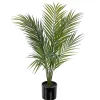 Bergspalme potteplante