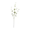 Blådaggry stilkblomst