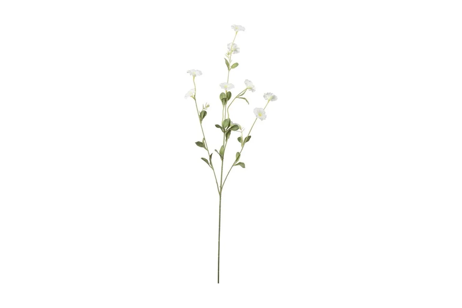 Blådaggry stilkblomst