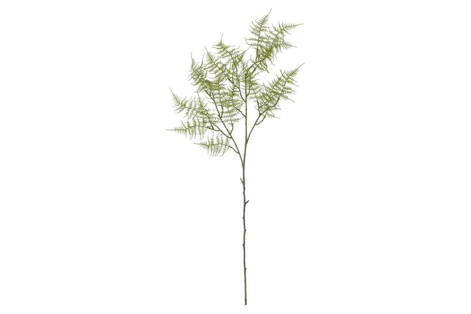 Bregne kvist/stilkblomst
