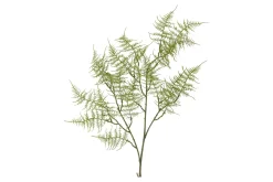 Bregne kvist/stilkblomst