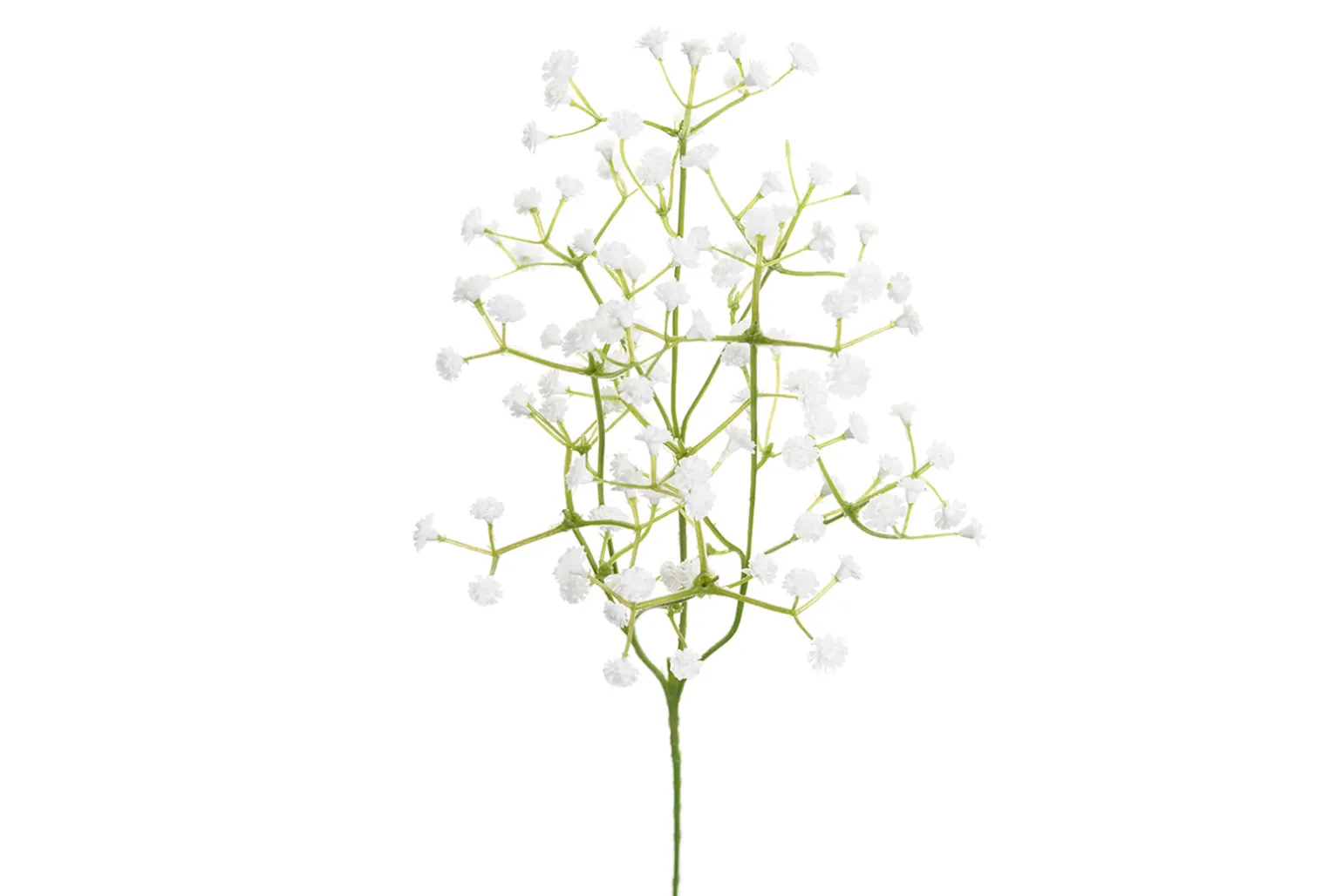 Brudeslør stilkblomst