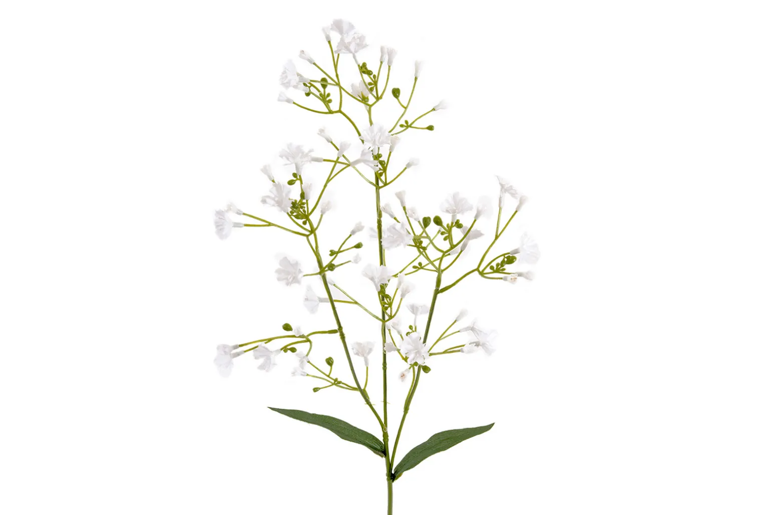 Brudeslør stilkblomst