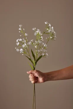 Brudeslør stilkblomst