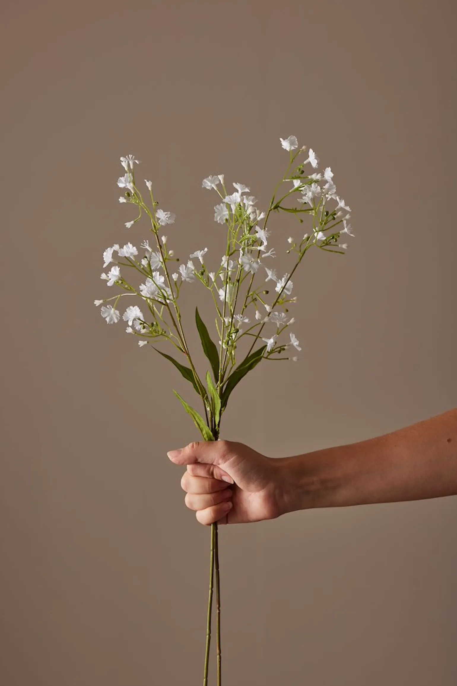 Brudeslør stilkblomst