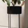 Calathea potteplante