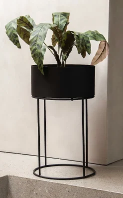Calathea potteplante