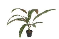 Calathea potteplante