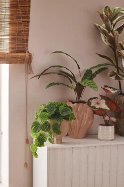 Calathea potteplante