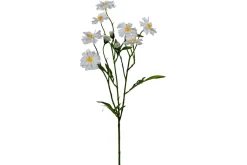Cosmos stilkblomst