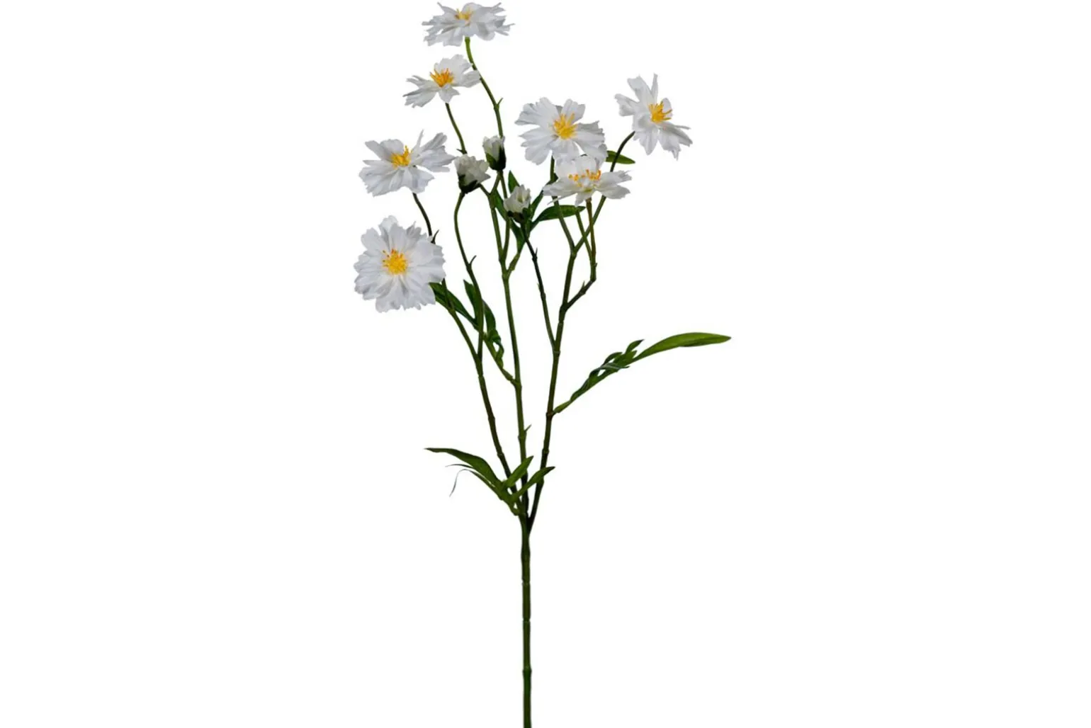 Cosmos stilkblomst