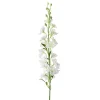 Delphinium stilkblomst