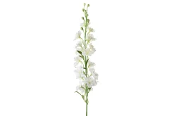 Delphinium stilkblomst